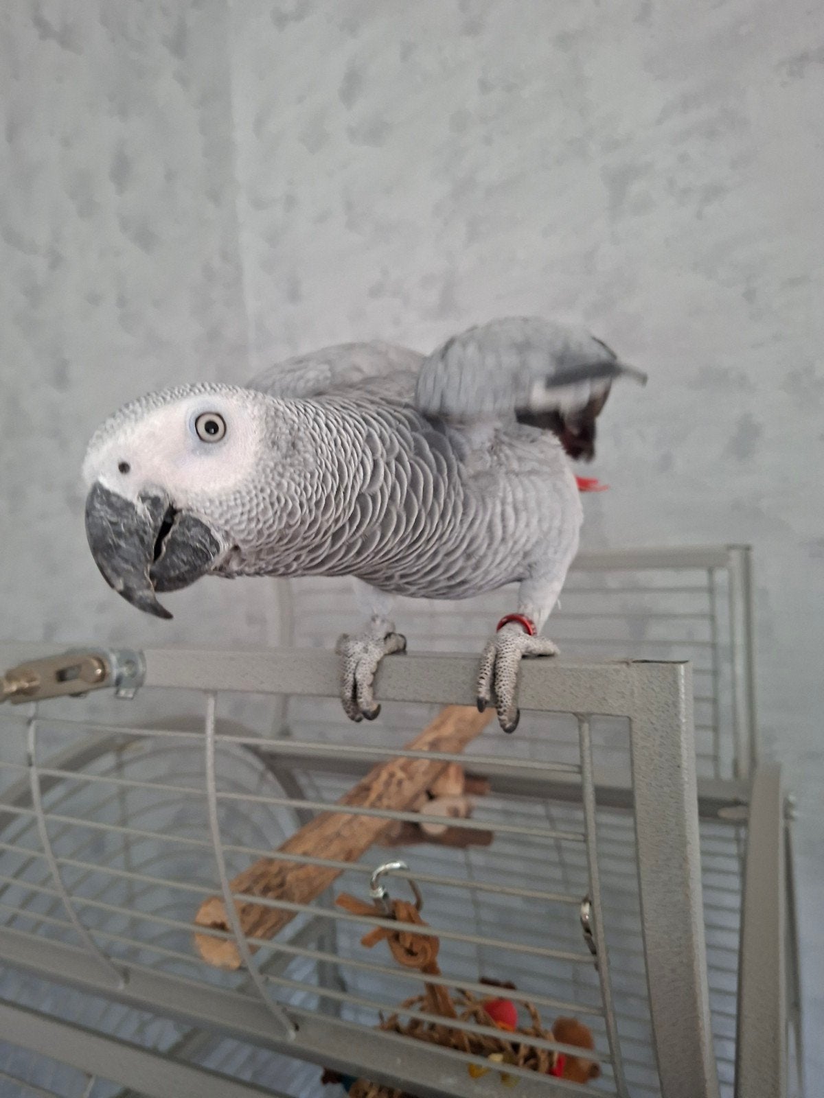 Zeer lieve Grijze roodstaart papegaai te koop met certificaa, Dieren en Toebehoren, Vogels | Parkieten en Papegaaien, Mannelijk