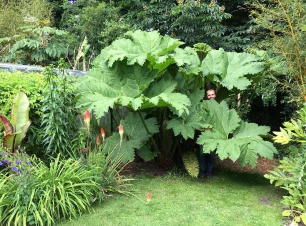 Gunnera manicata/ Goed geworteld / Reuzebrabarber, Tuin en Terras, Planten | Tuinplanten, Overige soorten, Vaste plant, Ophalen of Verzenden