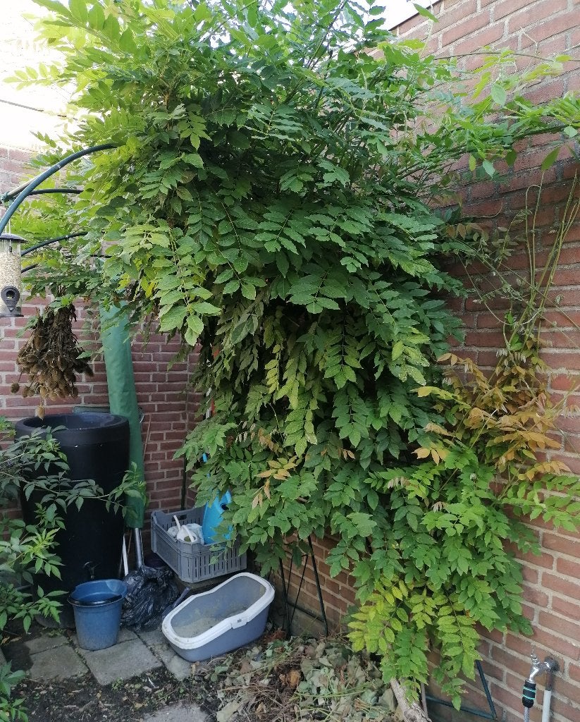 Blauwe regen, Ophalen, Volle zon, Vaste plant, Klimplanten