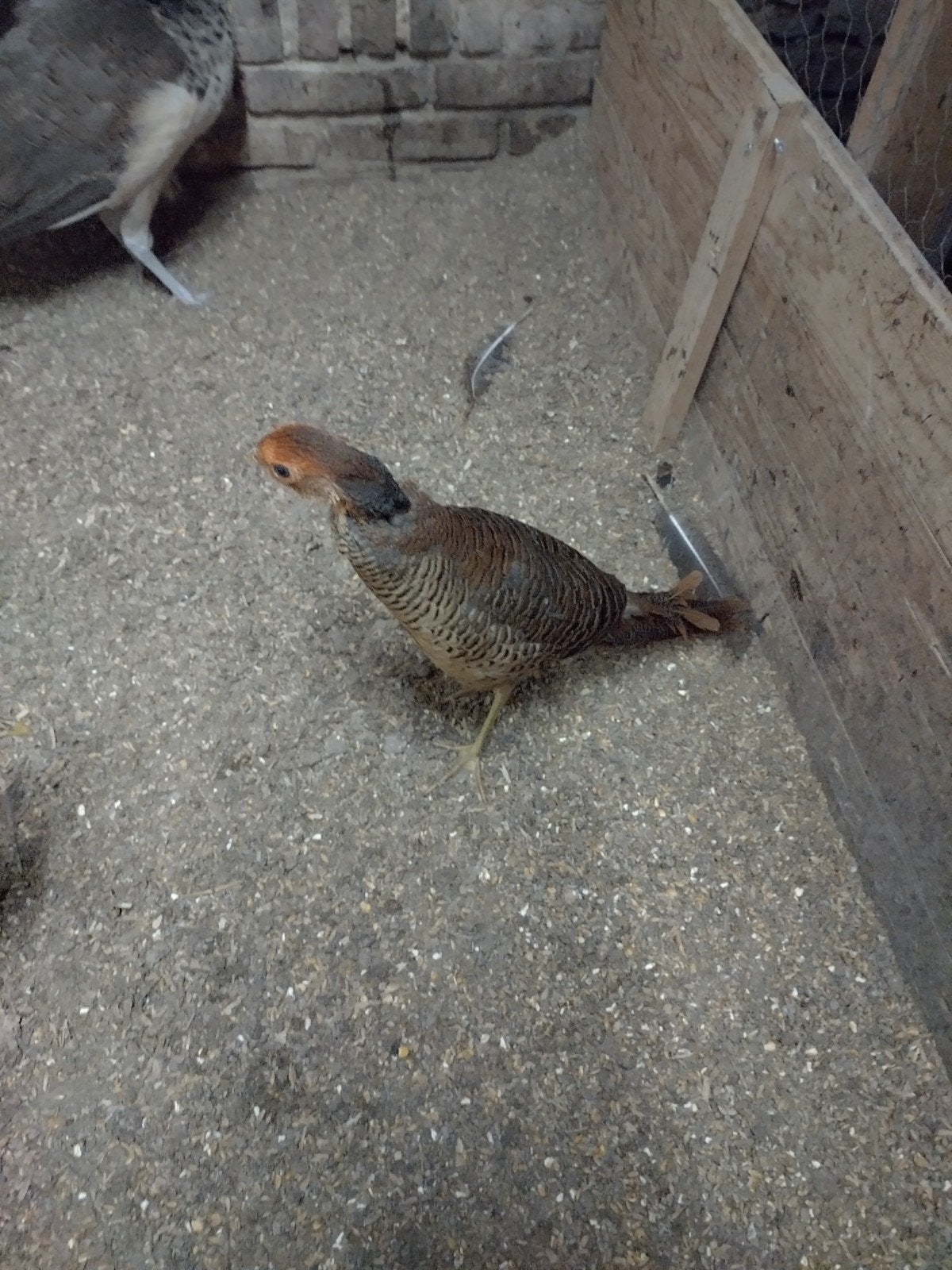 goudfazanten, Dieren en Toebehoren, Meerdere dieren
