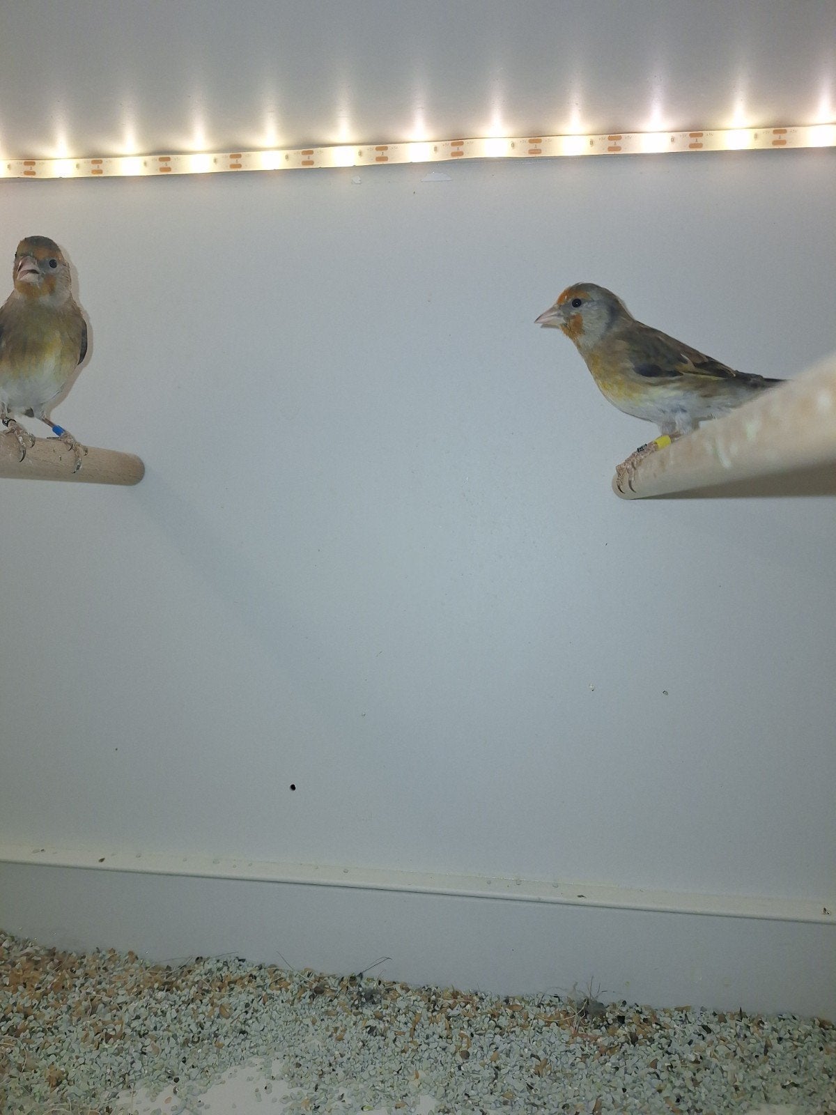bastaard poppen 2025 parva x raza 10€, Vrouwelijk, Wildzangvogel, Geringd