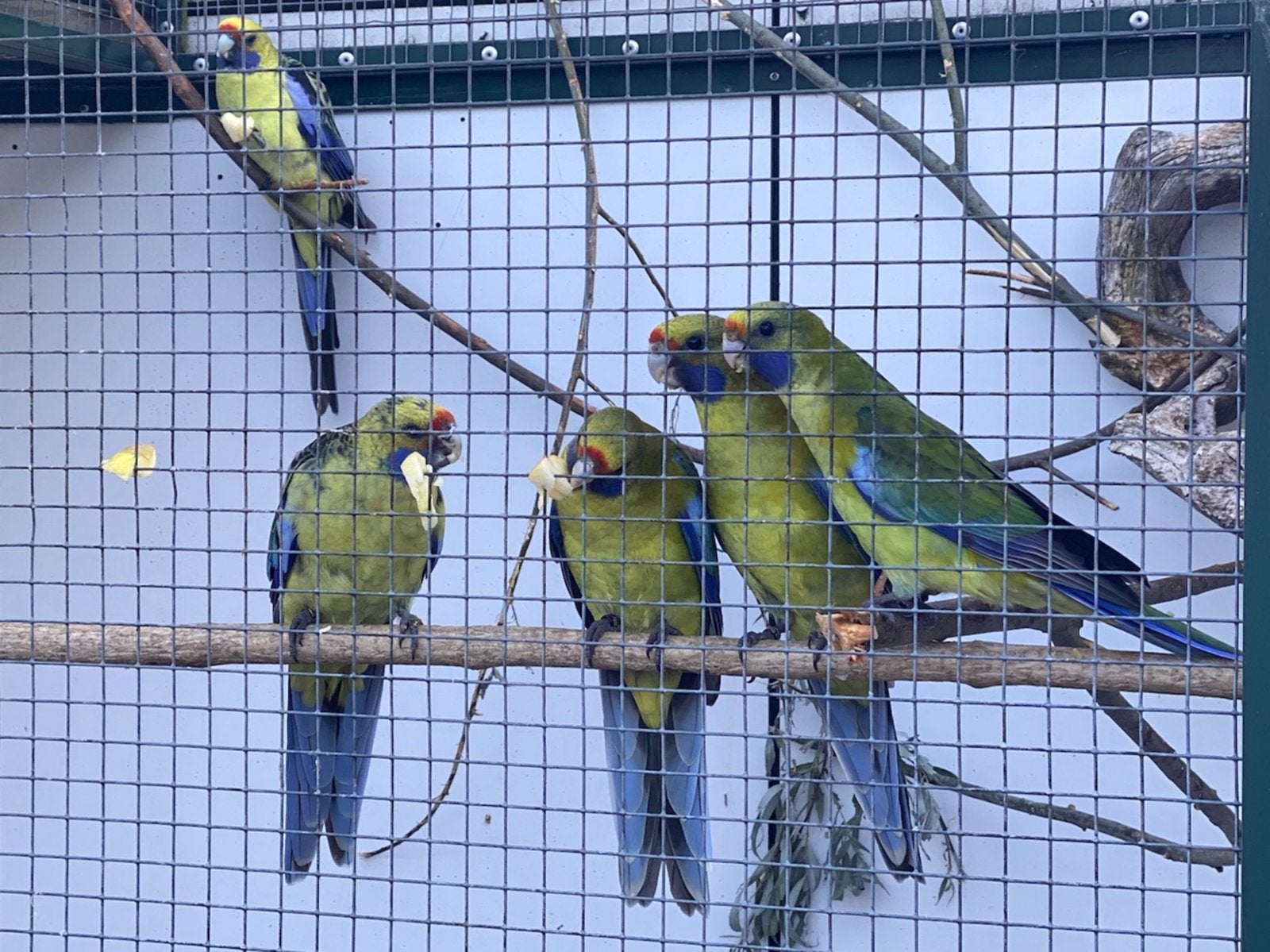 Strogele rosella parkiet, Dieren en Toebehoren, Vogels | Parkieten en Papegaaien, Mannelijk, Parkiet