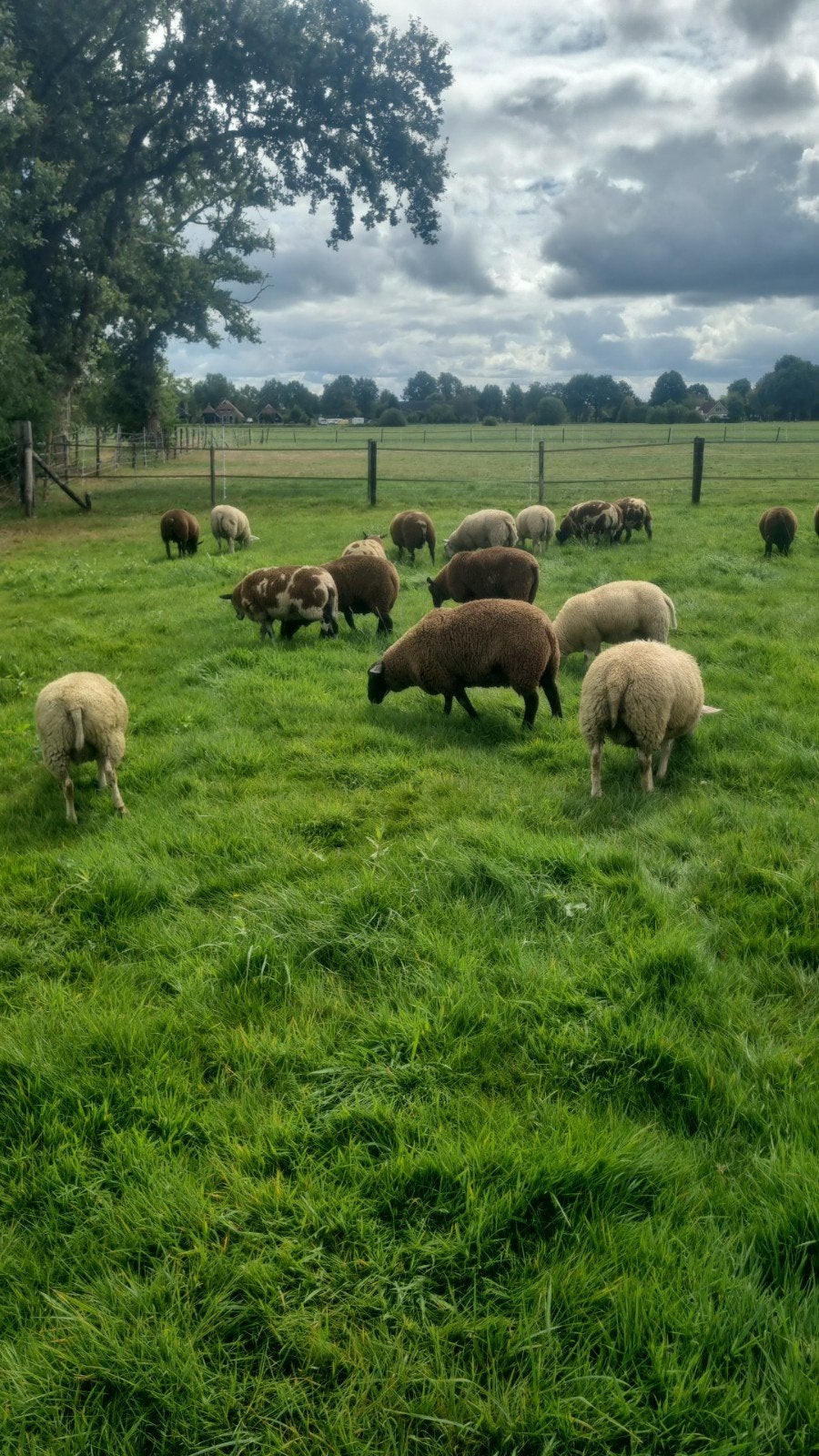 schapen rammen, Mannelijk, Schaap, 0 tot 2 jaar