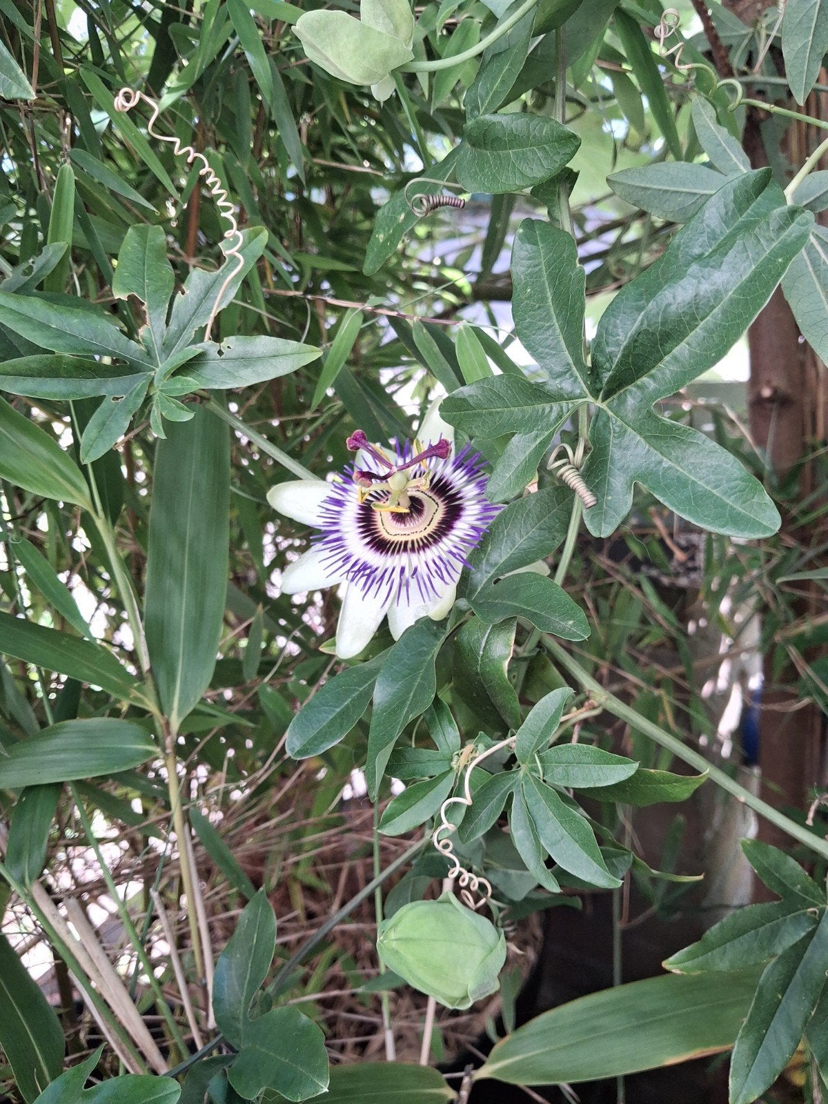 Grote passieflora, Ophalen, Overige soorten, Volle zon