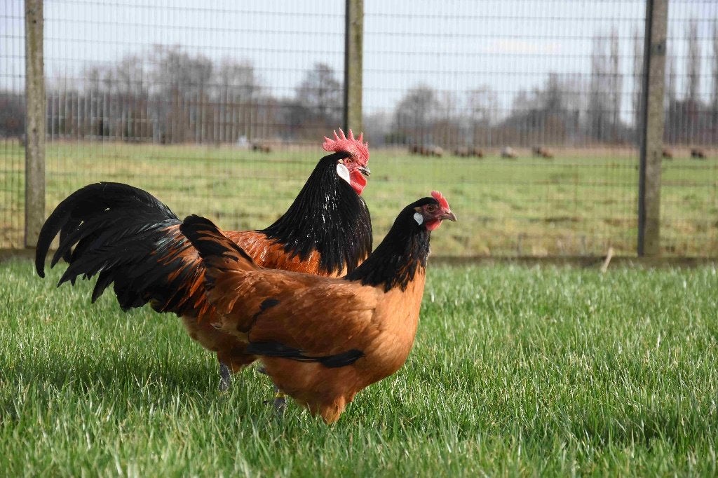 Vorwerk groot | Sierlijke kippen | Jonge kippen, Dieren en Toebehoren, Meerdere dieren, Kip