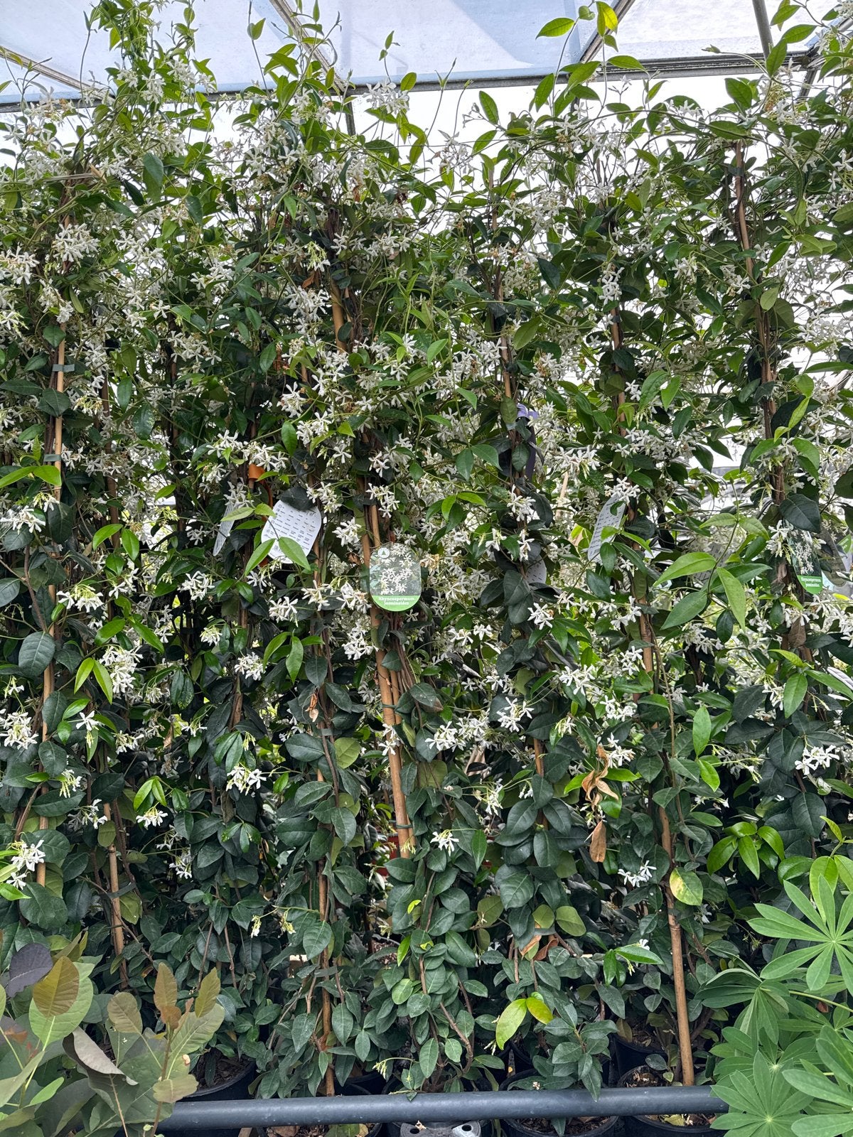 Toscaanse jasmijnen van 20/40 tot 200/225 cm in pot, Tuin en Terras, Ophalen