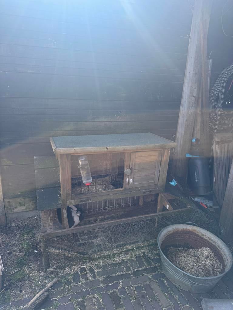 Konijn + evt hok, Dieren en Toebehoren, Minder dan 60 cm, Ophalen of Verzenden, Zo goed als nieuw, Konijn
