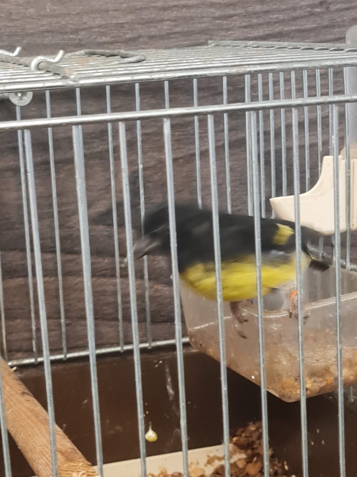 Geelebuik sijs man, Dieren en Toebehoren, Mannelijk