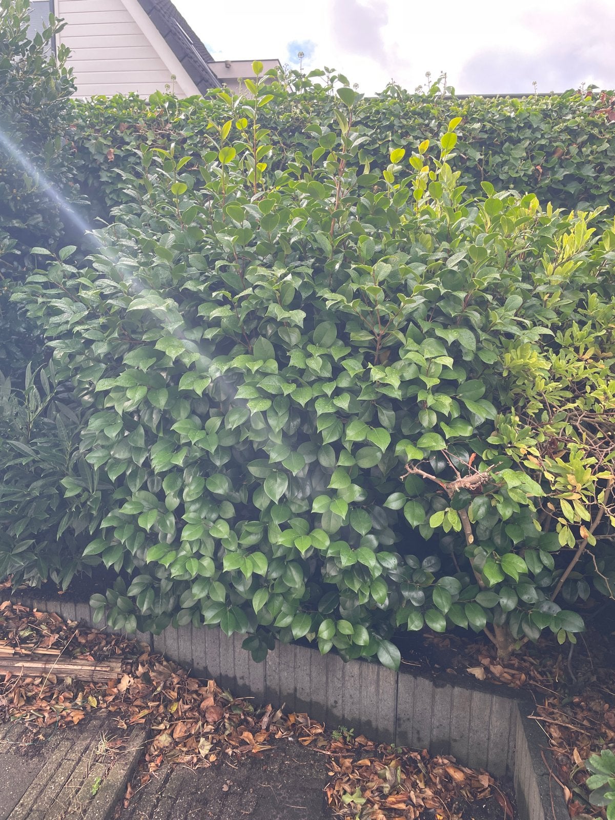 Camelia  Zelf uit te graven, Tuin en Terras, Vaste plant, Halfschaduw, Lente, Ophalen