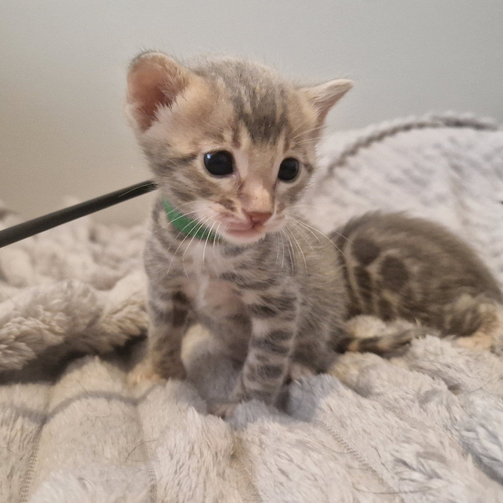 Unieke Bengalen ☆ Blue & Brown ☆ Incl. Stamboom (Pedigree), Dieren en Toebehoren, Meerdere dieren, Met stamboom