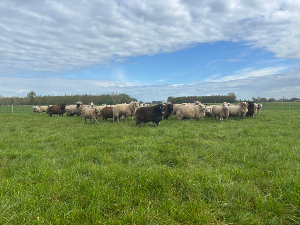 Rammen offerfeest inclusief slachtplekken 1ste dag, Dieren en Toebehoren, Mannelijk, Schaap