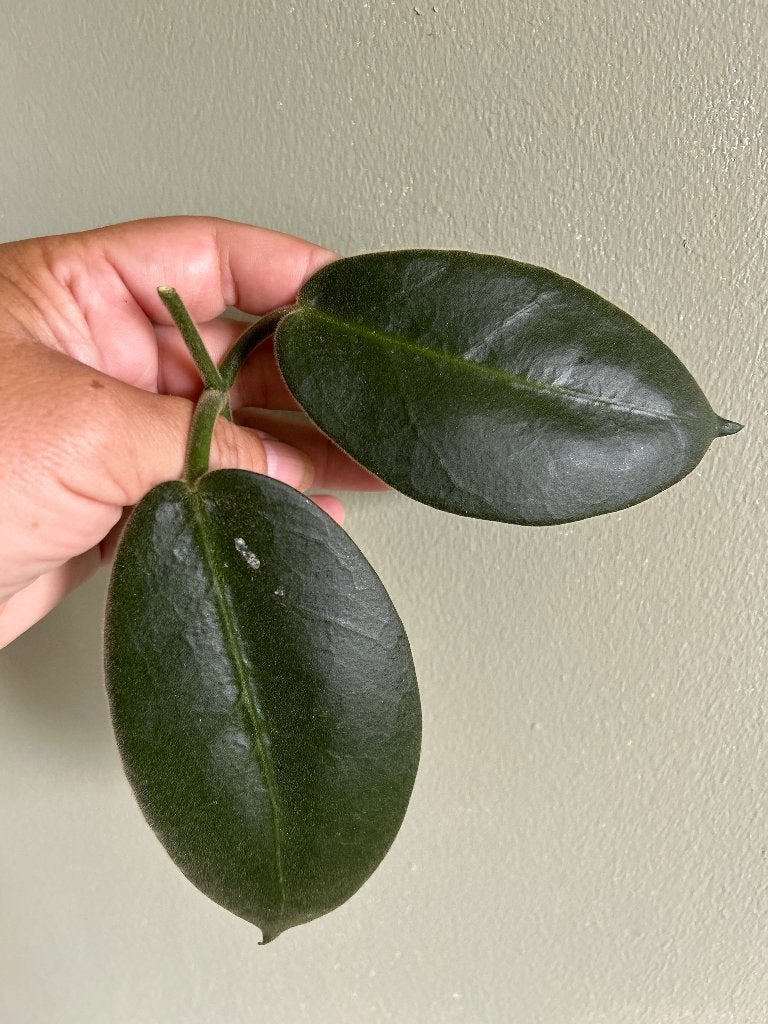 Hoya Calycina,,Stargazer”🌱, Huis en Inrichting, Kamerplanten, Bloeiende kamerplant, Ophalen of Verzenden, Halfschaduw, Minder dan 100 cm