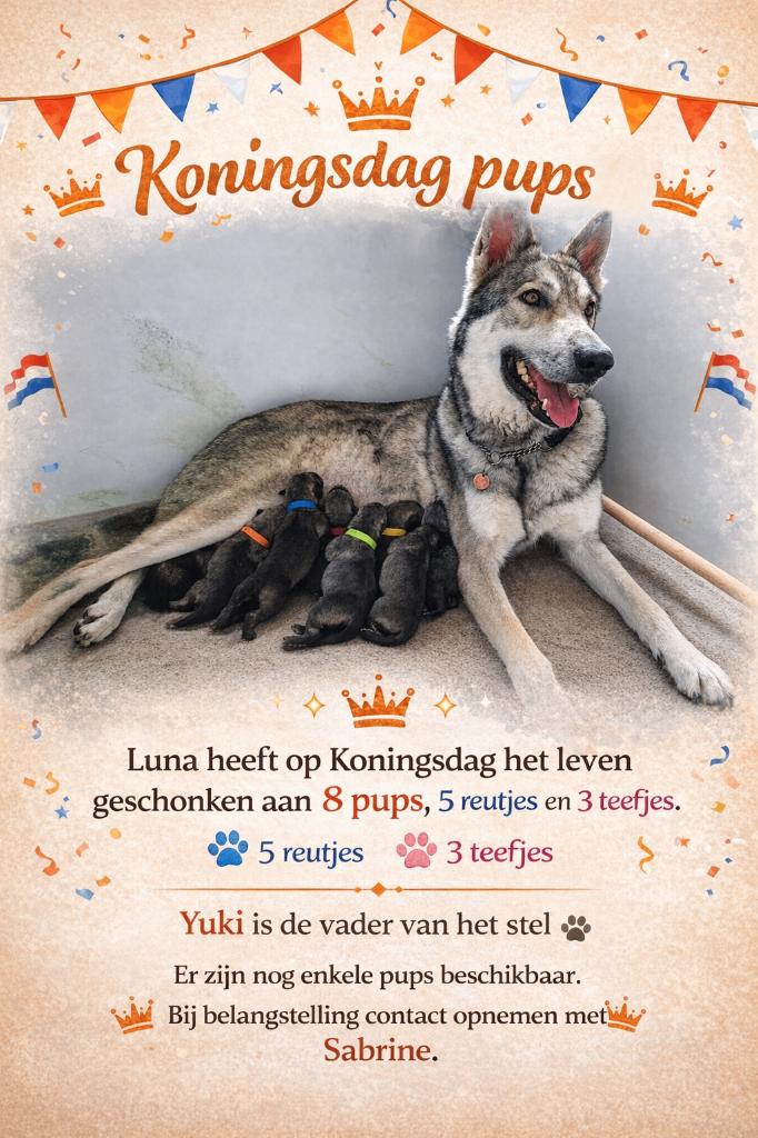 Saarlooswolfhond pups met stamboom AVLS, Dieren en Toebehoren, Parvo, Overige rassen, 8 tot 15 weken, Meerdere