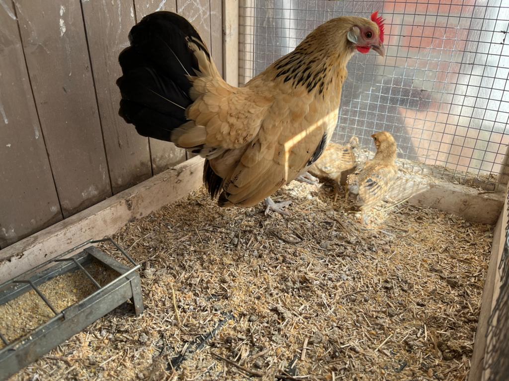 Hollandse kriel, Dieren en Toebehoren, Pluimvee, Vrouwelijk, Kip