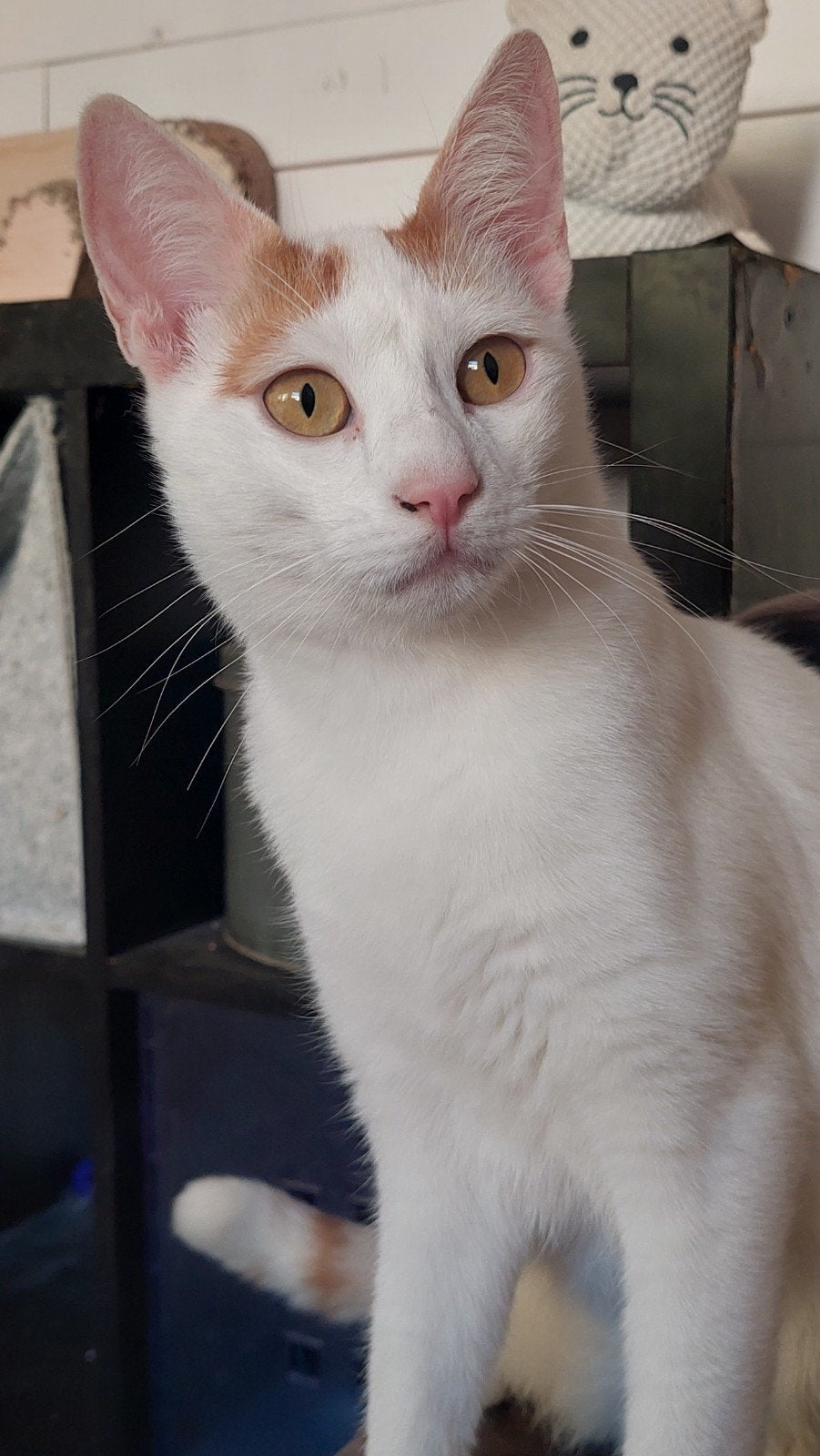 Lieve, zachtaardige jonge kater (gecastreerd), Dieren en Toebehoren, Kater, Kortharig, 0 tot 2 jaar