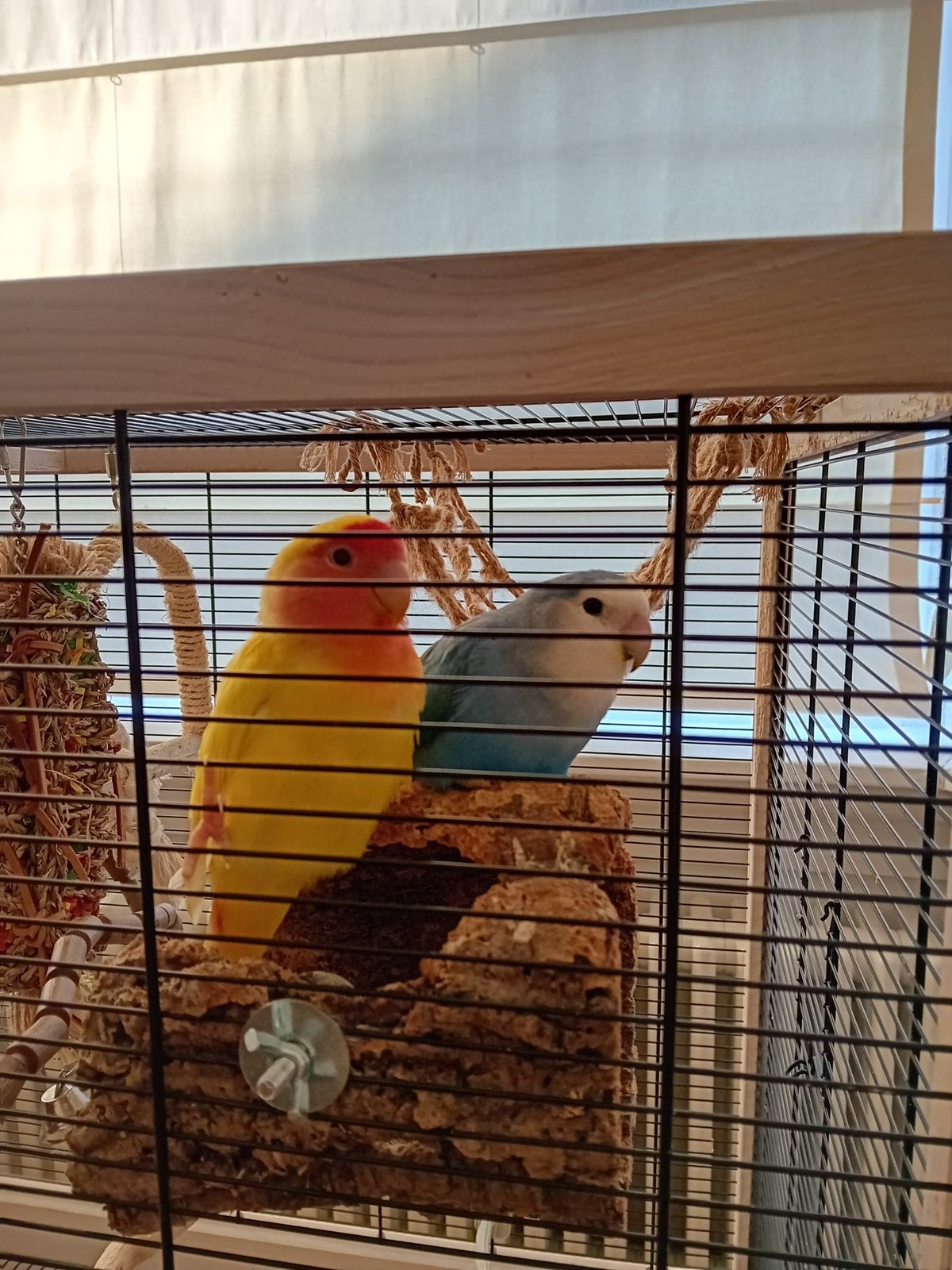 2 dwergpapegaaien, Meerdere dieren, Parkiet