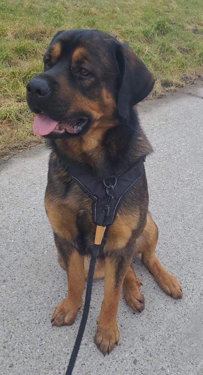 Leonberger/Rottweiler, Dieren en Toebehoren, 1 tot 2 jaar, Eén hond, Nederland, Particulier