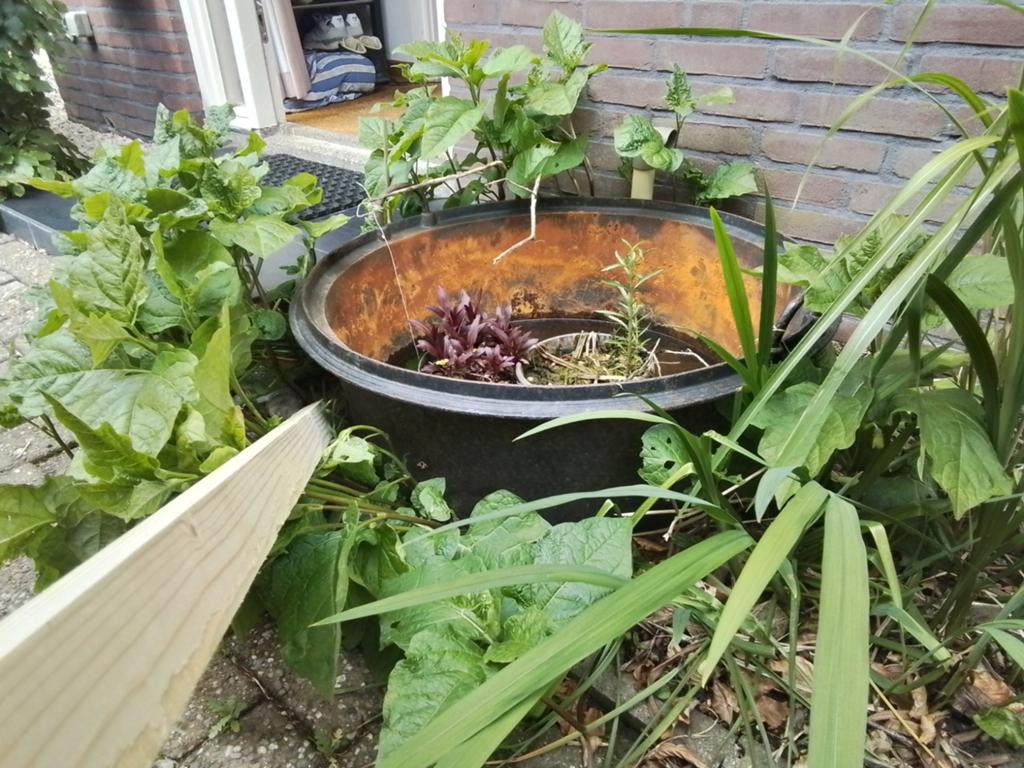 Waterplantenbak / Mini-vijver 80x40 cm met waterlelie, Tuin en Terras, Bloembakken en Plantenbakken, Kunststof, Tuin, 30 tot 60 cm
