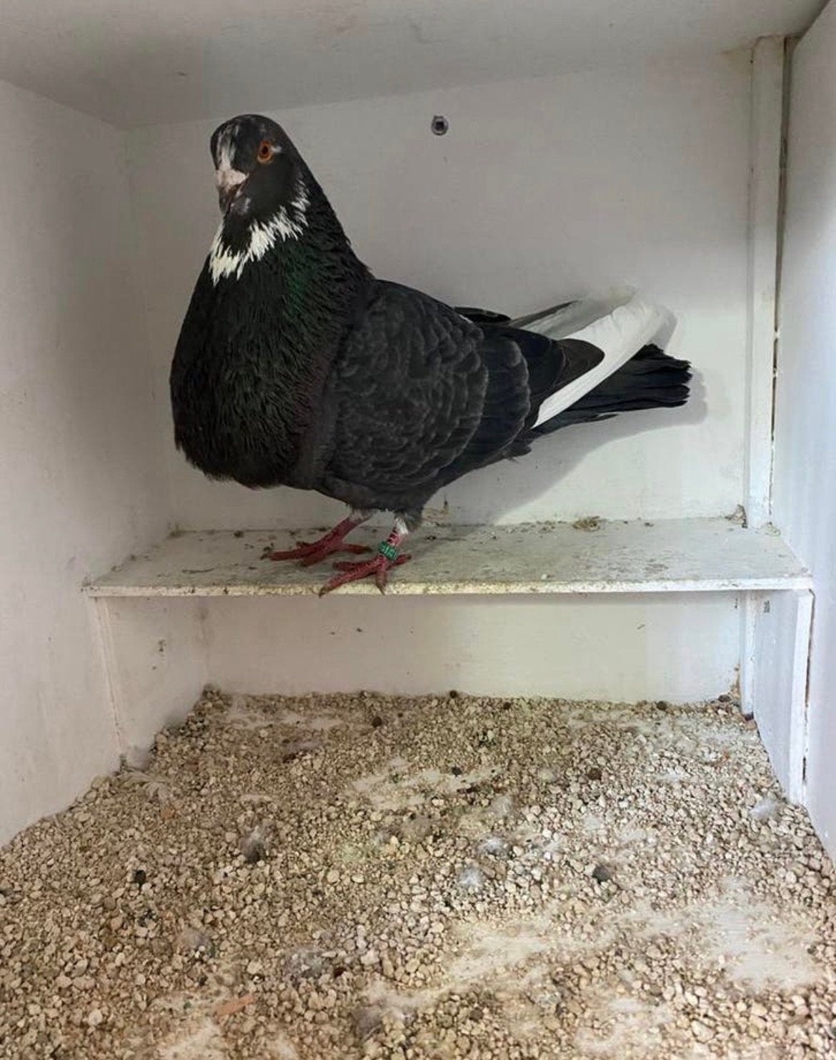 Mooie doffer, Dieren en Toebehoren, Vogels | Duiven, Mannelijk, Kropper