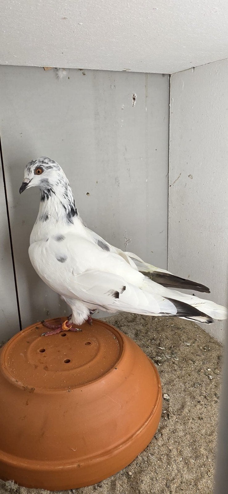 Pakistaanse hoogvlieger duivin, Dieren en Toebehoren, Vogels | Duiven, Vrouwelijk, Overige soorten