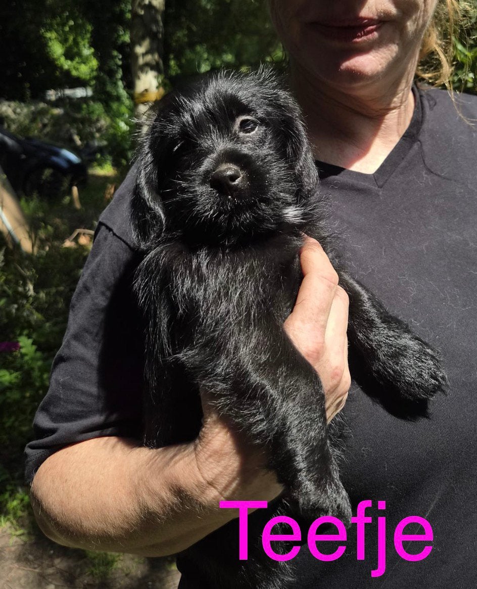 Ontzettend lieve en sociale Boomer pups 4 meiden  2 jongens, Parvo, Nederland, Overige rassen, 8 tot 15 weken
