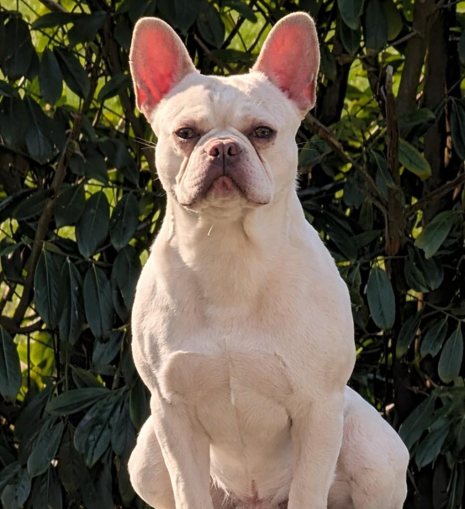franse bulldog dekreu, te huur voor een uur,   of te koop, Dieren en Toebehoren, Parvo, Reu, 1 tot 2 jaar, Eén hond