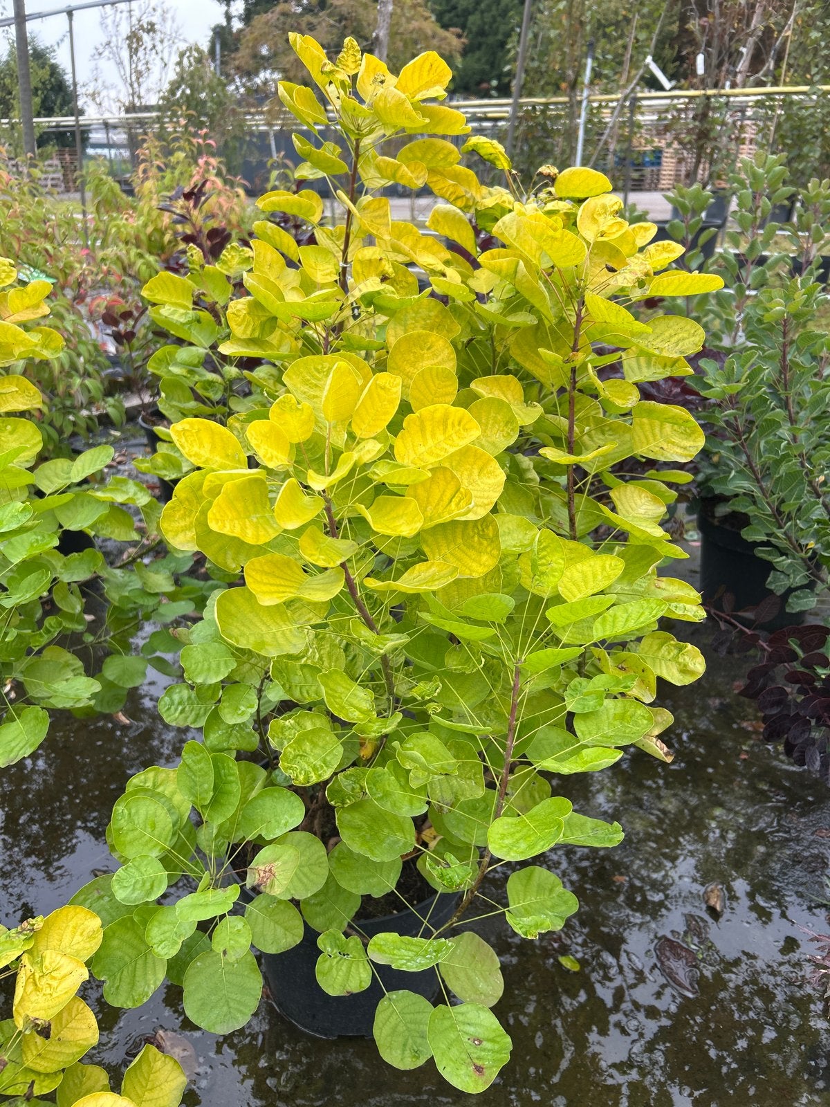 Cotinus coggygria Golden Spirit - 15L pot, 80-100 cm, Ophalen, Vaste plant, Overige soorten