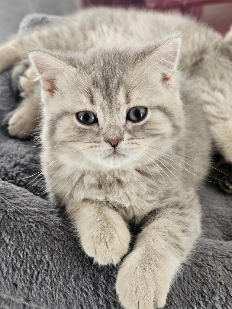 Britse korthaar katertjes, Dieren en Toebehoren, Katten en Kittens | Raskatten | Korthaar, Kater, Ontwormd, 0 tot 2 jaar