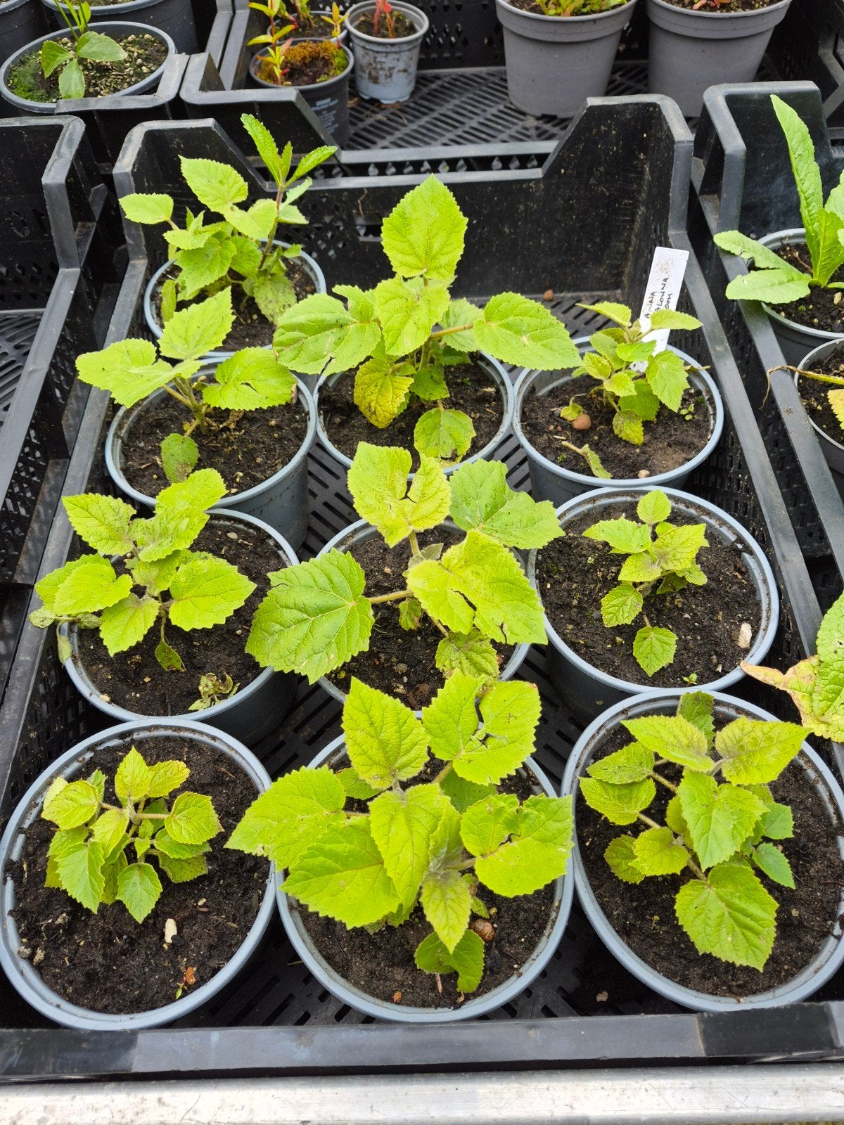 Diverse stekken Anna Paulownaboom, Volle zon, Lente, Minder dan 100 cm, Overige soorten
