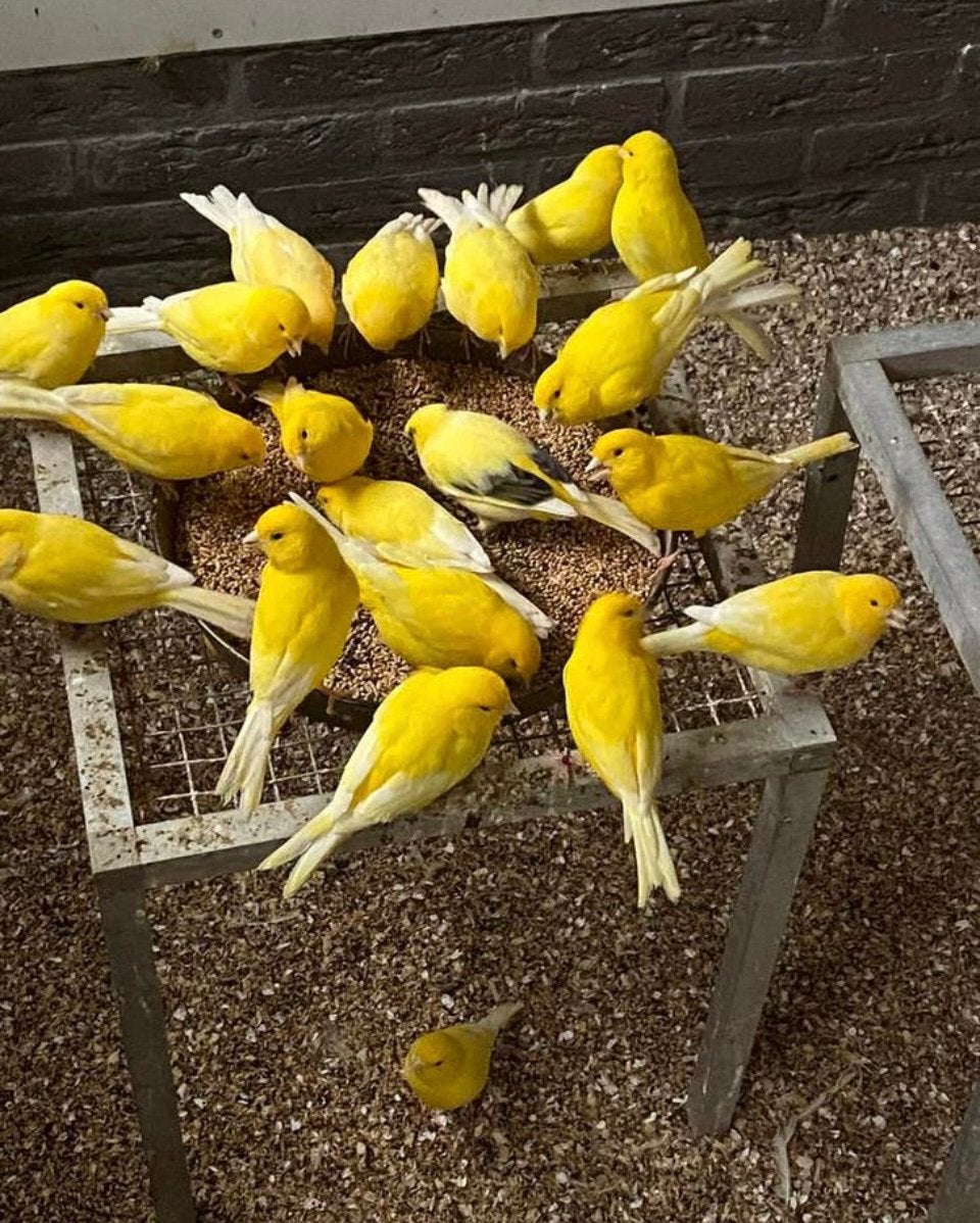 Vogels, Meerdere dieren, Parkiet