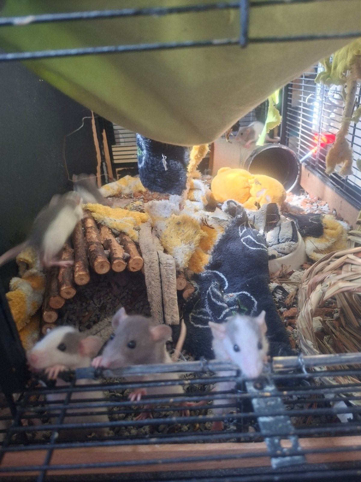 Jonge Dumbo ratjes! (Rex en standaard), Dieren en Toebehoren, Rat, Juni, Meerdere dieren, Tam