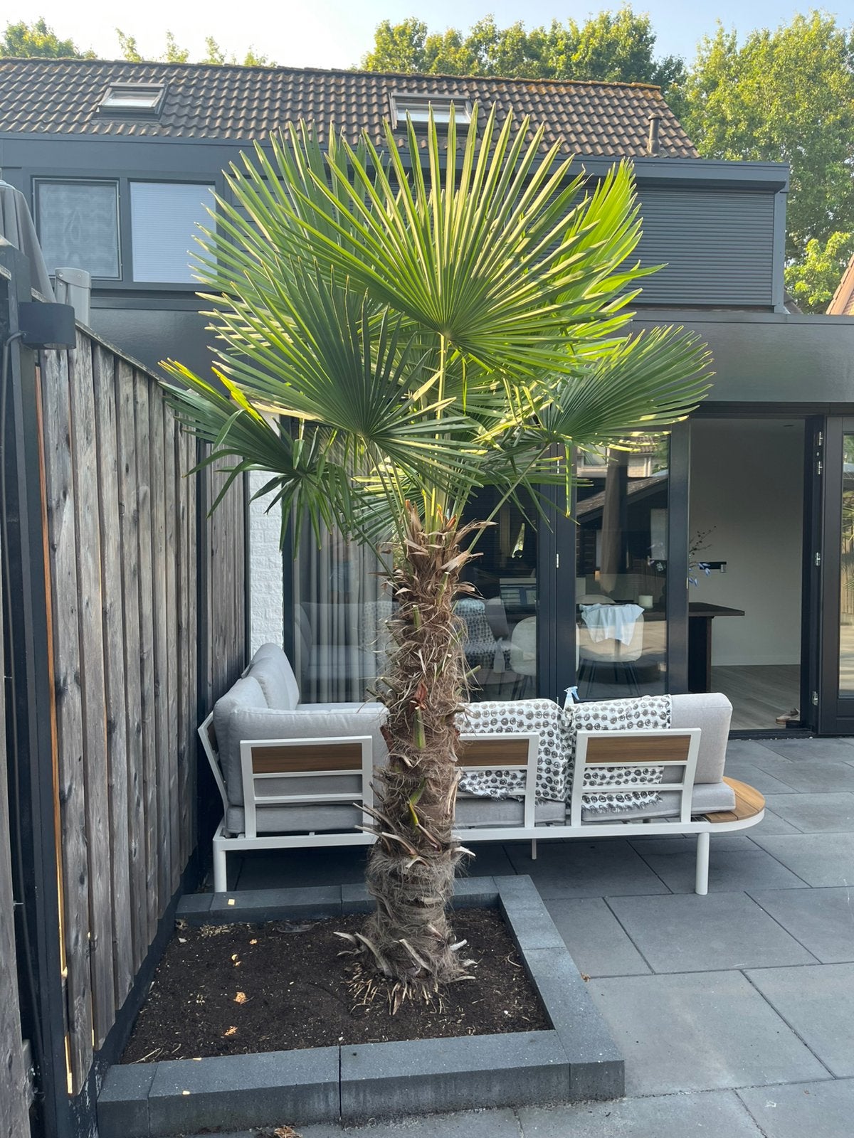 Palmboom, Tuin en Terras, Planten | Bomen, 250 tot 400 cm, Zomer, Palmboom, Ophalen