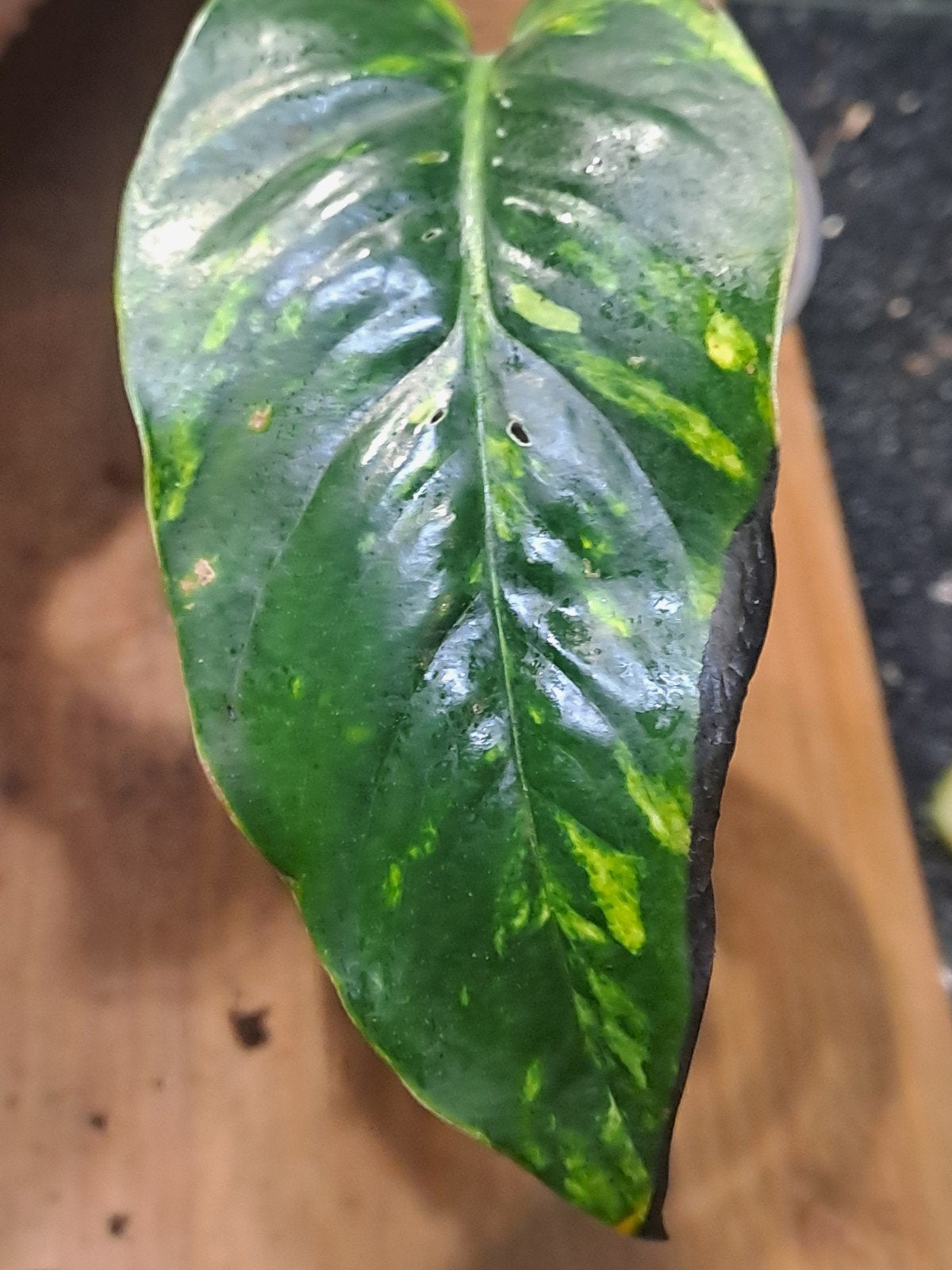 Epipremnum pinnatum Goldfinger, Ophalen of Verzenden, Halfschaduw, Minder dan 100 cm