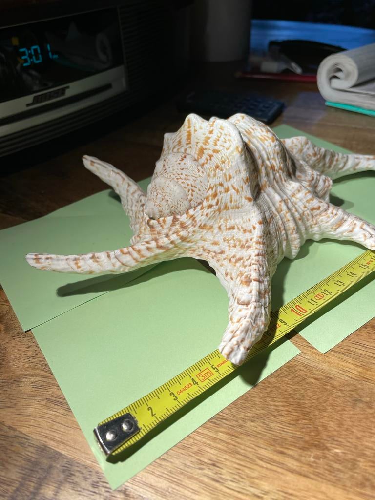 1 zeer Grote LamBis zeeschelp (ca. 24 cm), Ophalen of Verzenden, Zo goed als nieuw