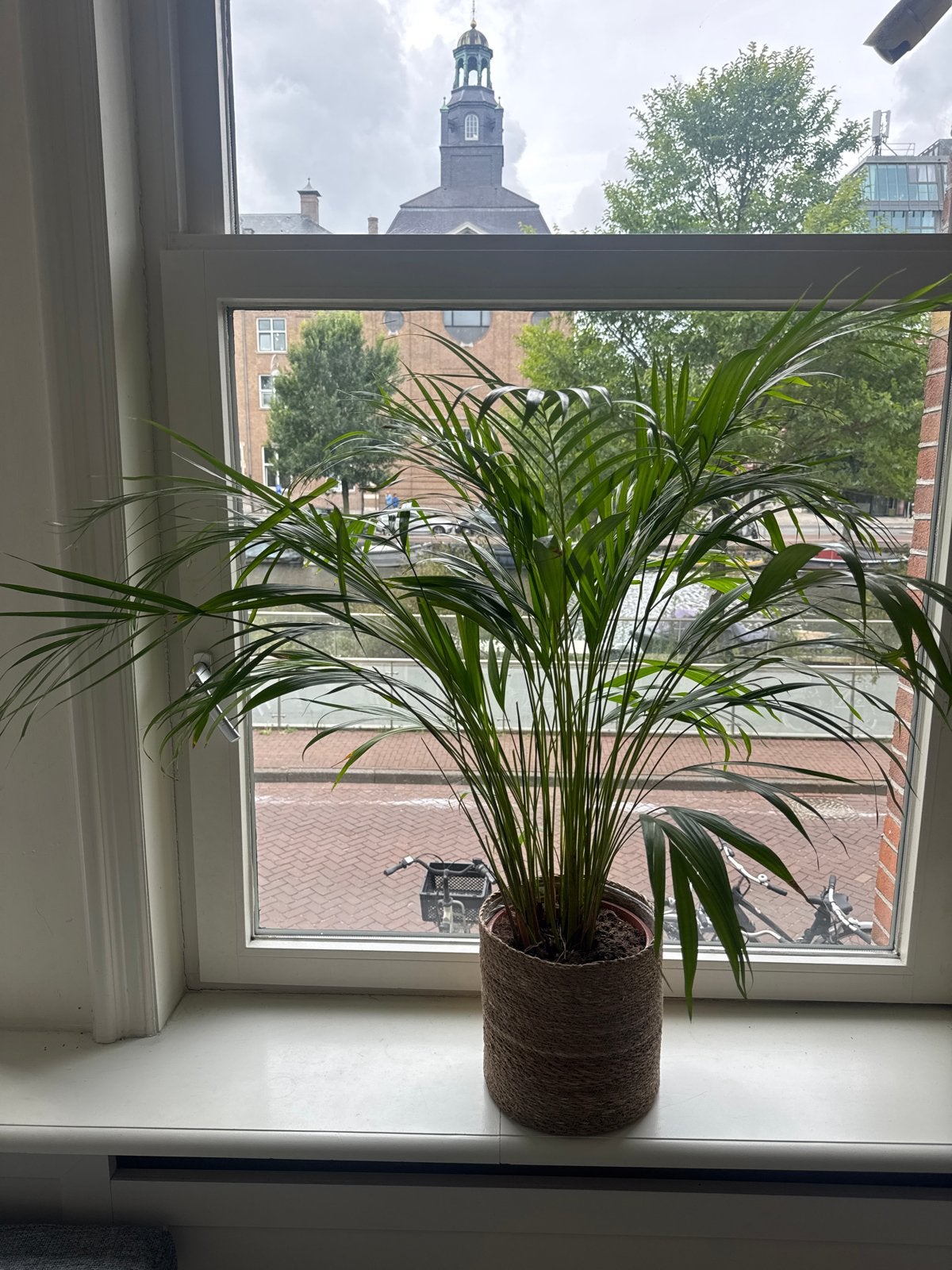 Mooie kunstplant, palm, inclusief pot - FULL HOUSE SALE, Ophalen, Binnen, Groen, Kunstplant