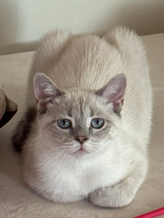 britse korthaar Collorpoint poesje, Poes