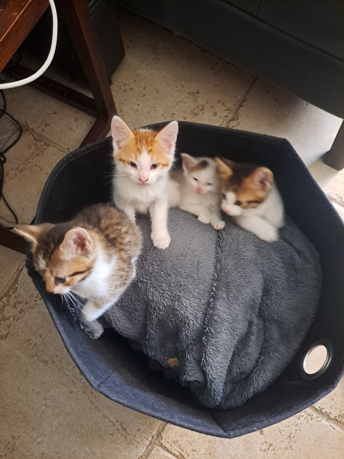 5 Kittens, Dieren en Toebehoren, Katten en Kittens | Overige Katten, Meerdere dieren, Kortharig, 0 tot 2 jaar