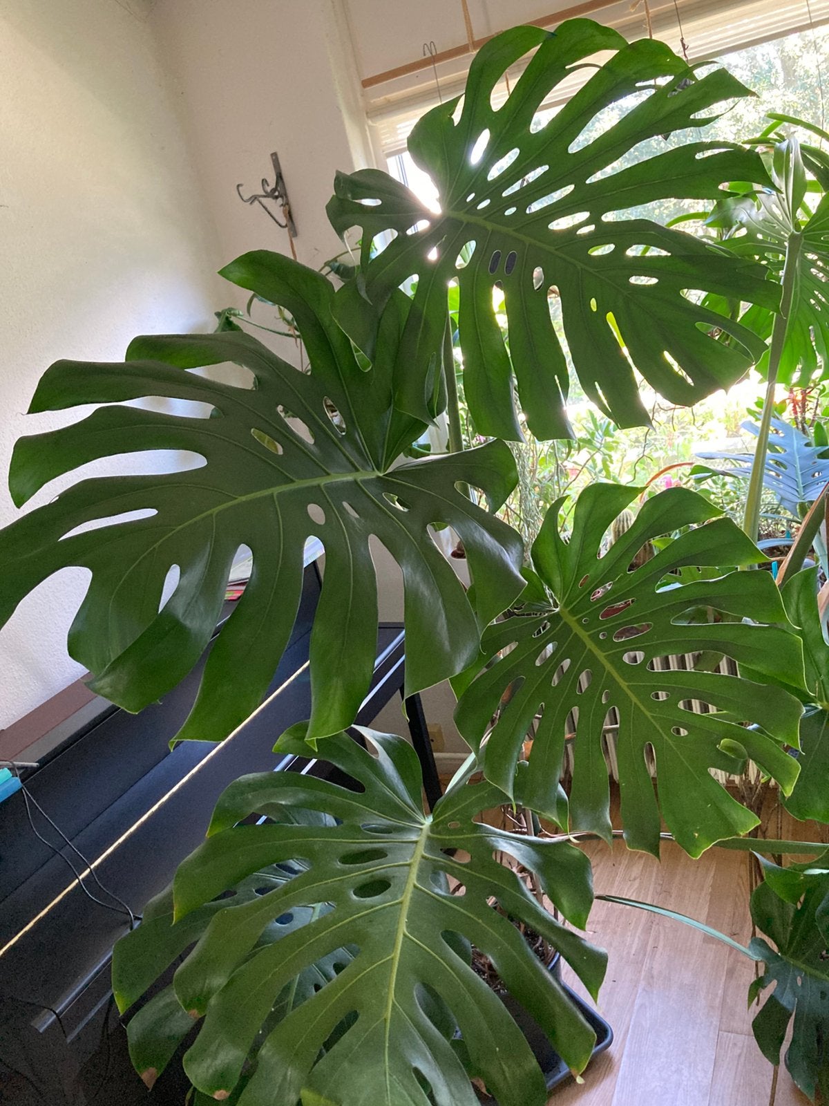 Monstera deliciosa big form, 200 cm of meer, In pot, Groene kamerplant, Groenteplant