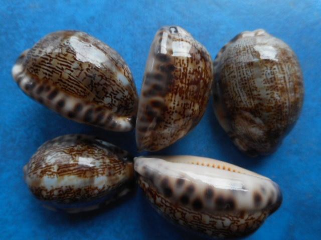 Schelpen: Cypraea arabica L. f++/gem 30-50mm, Verzenden, Schelp(en)