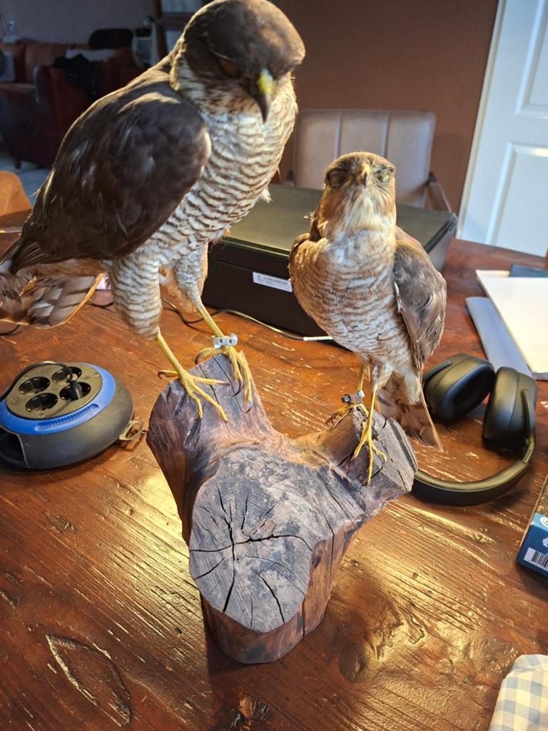 Prachtige opgezette Sperwers op houten stronk - Taxidermie, Verzamelen, Dierenverzamelingen, Zo goed als nieuw, Opgezet dier, Vogel