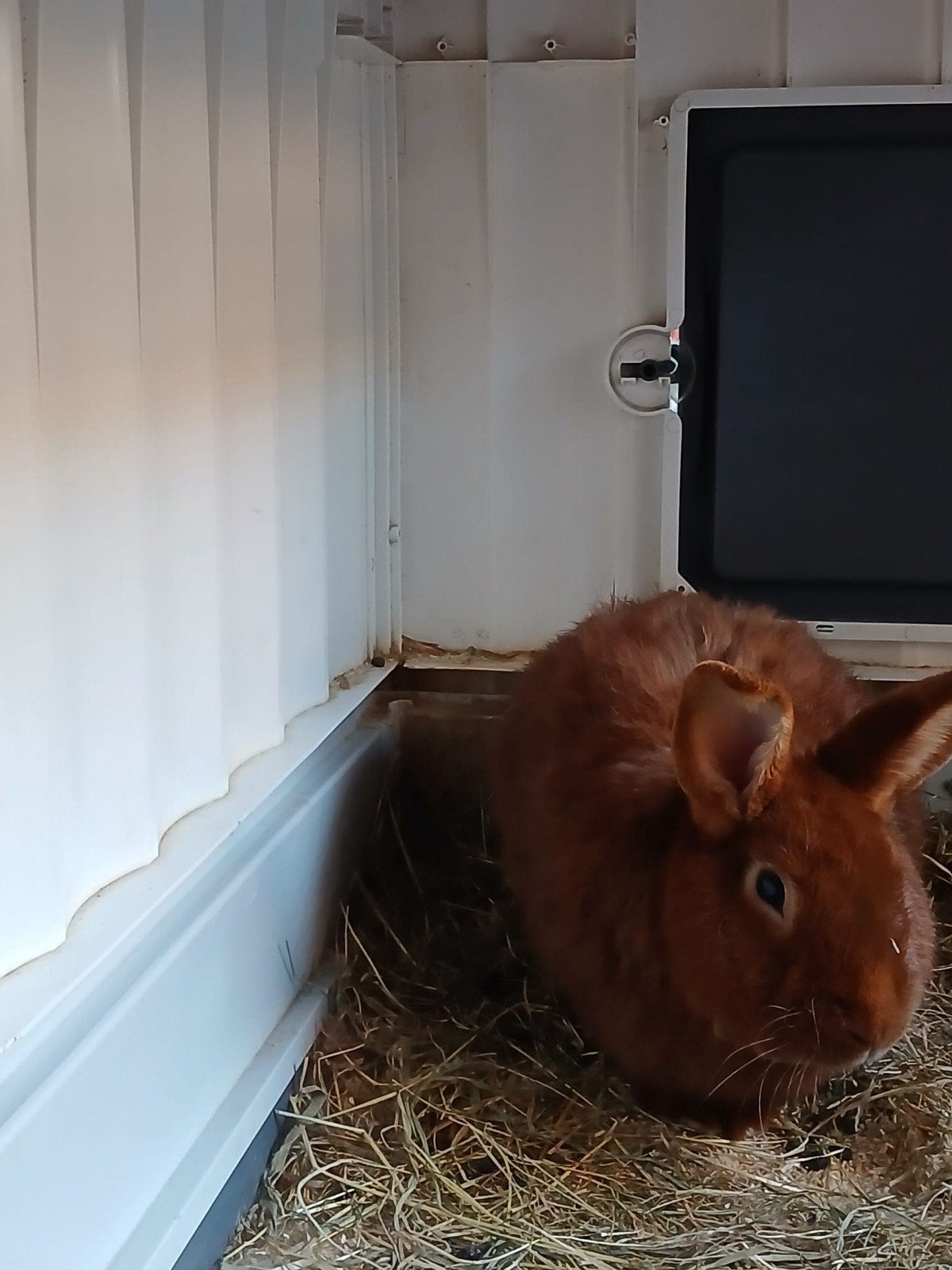 2 konijnen te koop, Dieren en Toebehoren, Mannelijk, Middelgroot, 0 tot 2 jaar