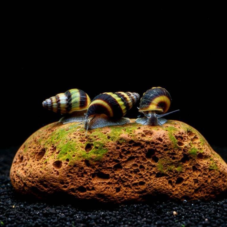 Anentome Helena slak etende slak - Moordenaarslak, Dieren en Toebehoren, Vissen | Aquariumvissen, Slak of Weekdier, Zoetwatervis