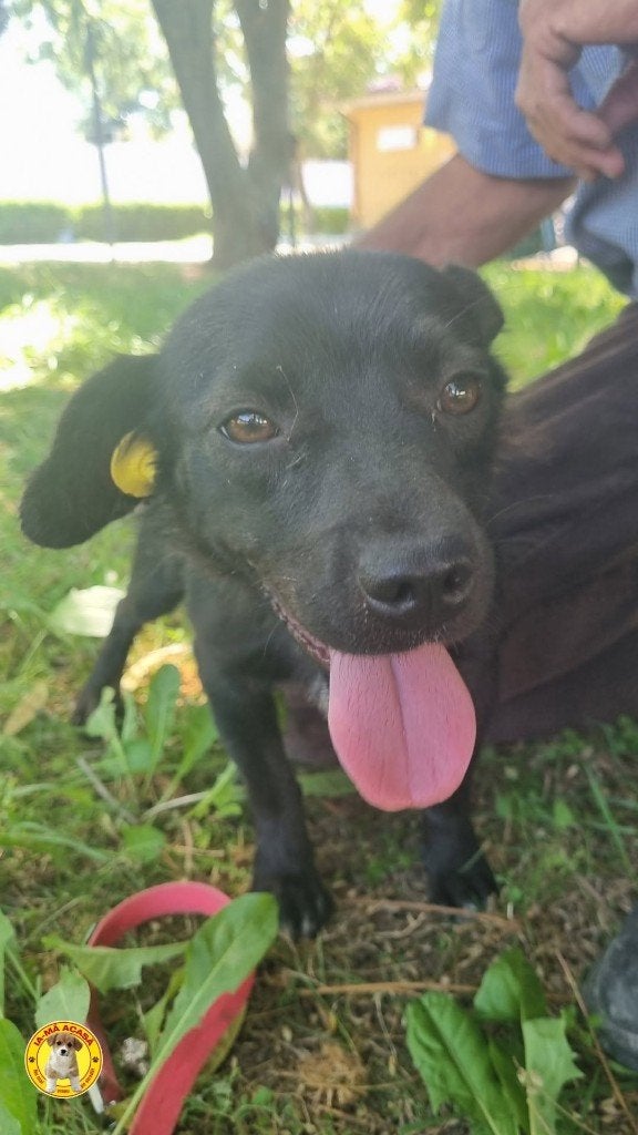 schattige,lieve Toto , ter adoptie!, Particulier, Reu, 1 tot 2 jaar, Buitenland
