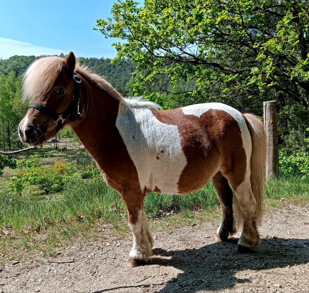 Bonte merrie en vos merrie shetlander, Dieren en Toebehoren, Pony's, Merrie, A pony (tot 1.17m), Gechipt