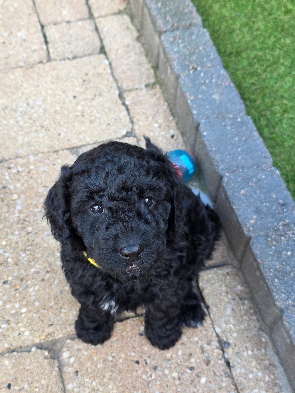 Nog 2 super mooie goldendoodle multigen pups, Parvo, Overige rassen, 8 tot 15 weken, Meerdere