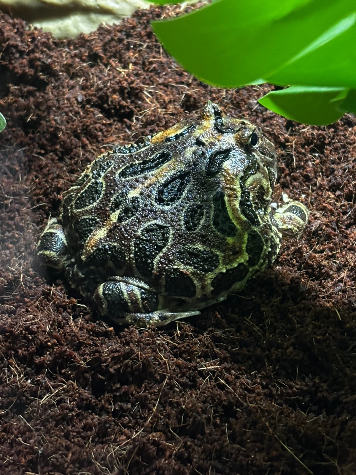 Cranwelli pacman frog coffee man Frog - male for sale from Dhr