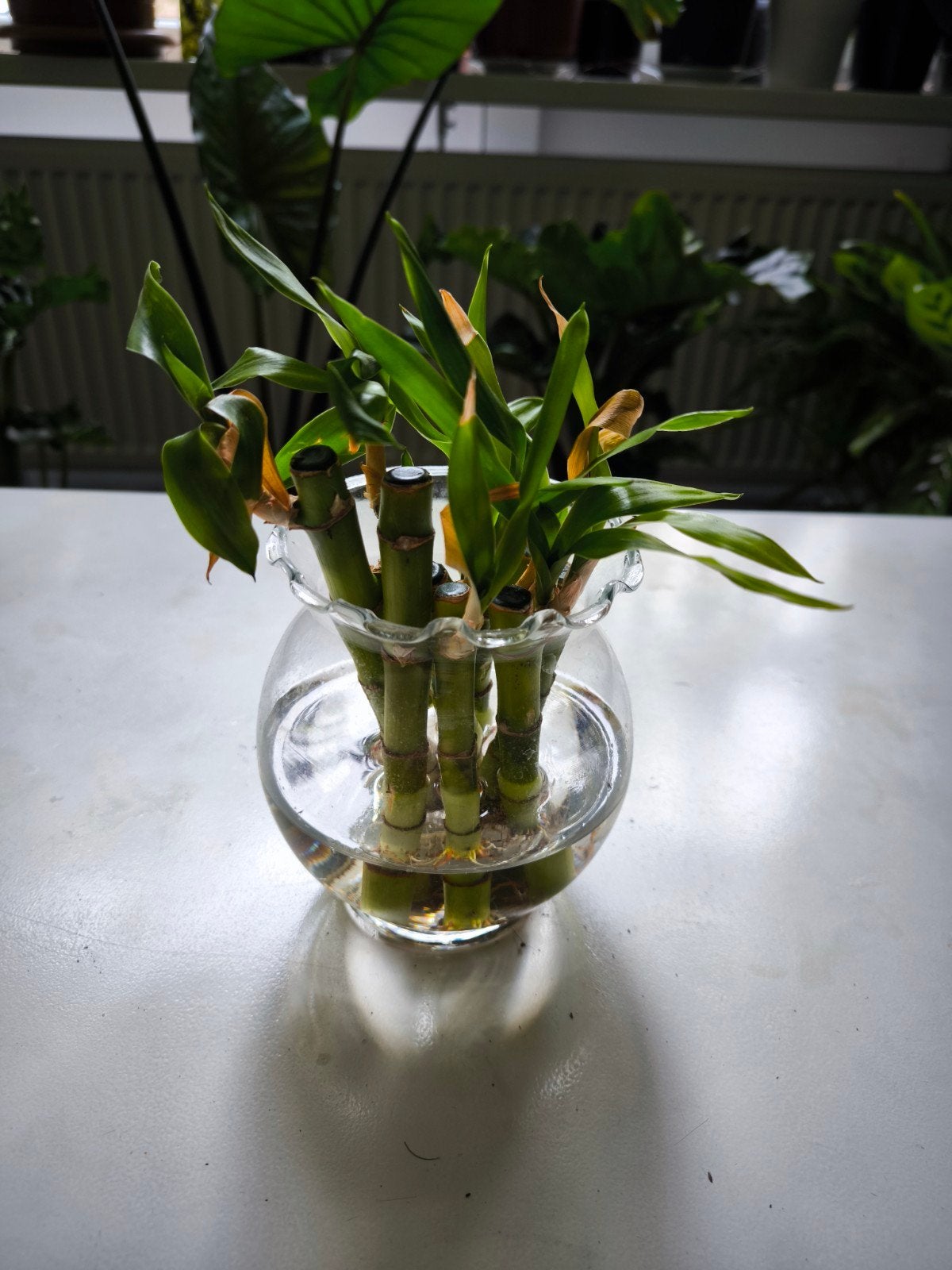 Lucky Bamboo in glazen vaas, Overige soorten, In pot, Minder dan 100 cm, Groene kamerplant