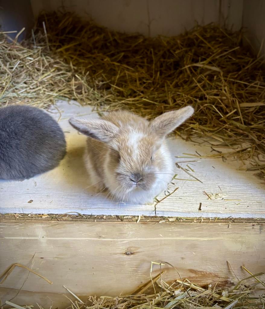 Jonge konijntjes Nederlandse hangoordwerg NHD, Dieren en Toebehoren, Meerdere dieren, Dwerg, Hangoor, 0 tot 2 jaar