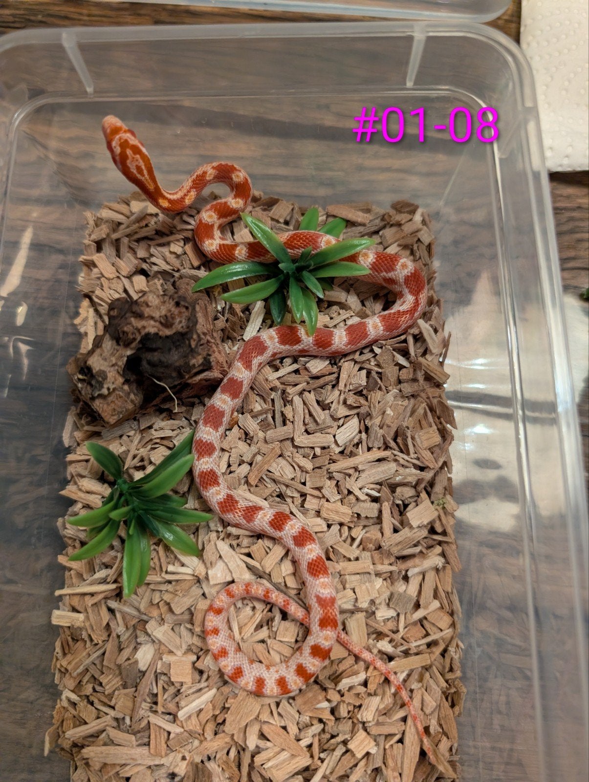 jonge rattenslangen  tessera/motley het. palmetto Rat Snake photo 4