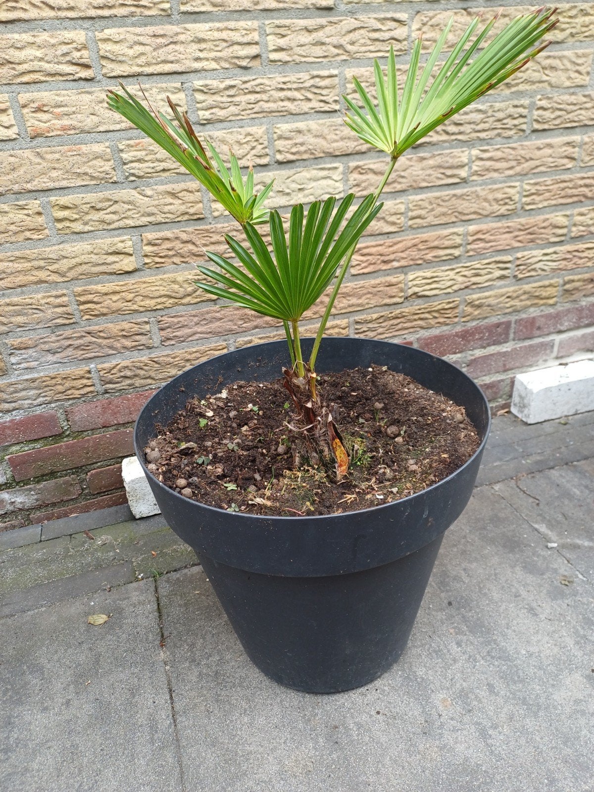Trachycarpus wagnerianus - Winterharde palm incl. sierpot, Ophalen